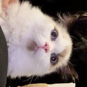 Meet your Posher, Sharon